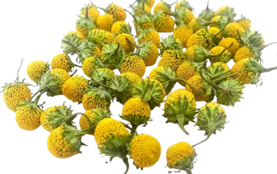 Premium Dried Edible Lemon Drop Buzz Buttons – Szechuan Buttons
