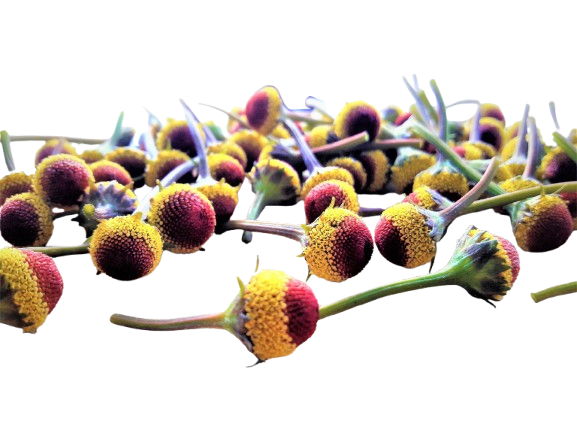 Fresh Edible Buzz Buttons | Natural Tingling Sensation | Electric Daisies