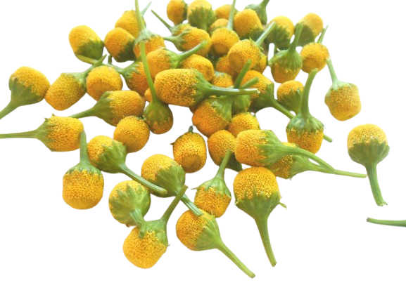 Fresh Lemon Drop Buzz Buttons – Electrifying Edible Flowers