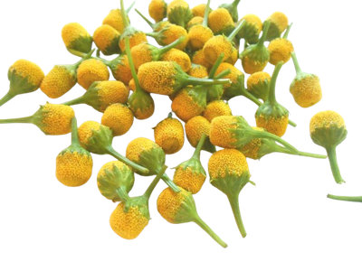 Fresh Lemon Drop Buzz Buttons – Electrifying Edible Flowers