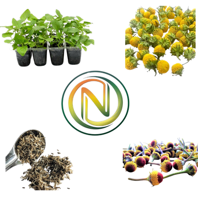 Buzz Bonanza Bloom Box – Grow, Taste, and Tingle!