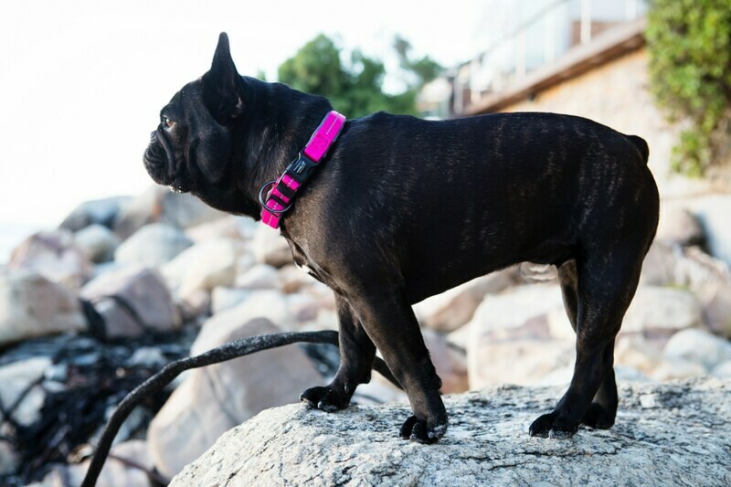 Reflective Supersoft Webbing Neoprene Collar Hot Pink