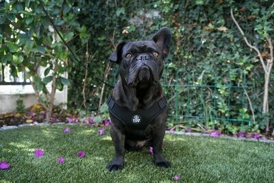 X Dog Neoprene Soft Harness Black