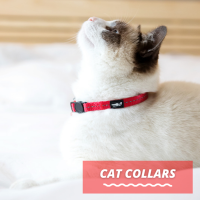 Cat Collars and Harnesses
