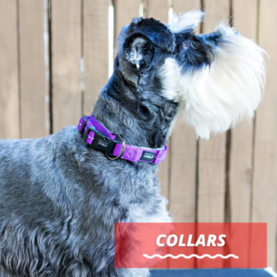 Dog Collars