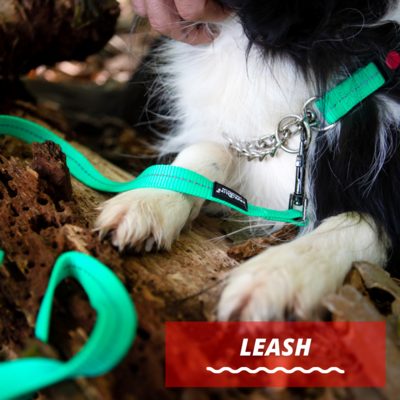 Dog Leashes