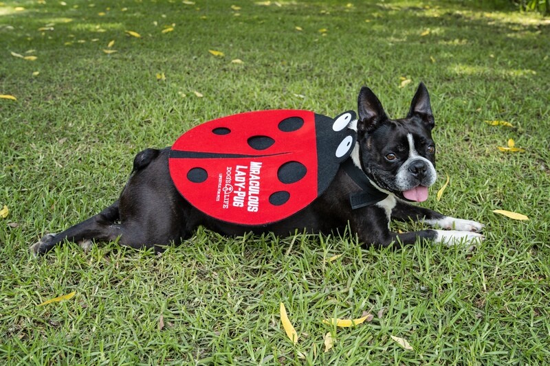 Doggie Outfit Lady Pug
