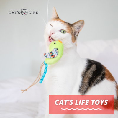 Cat Toys