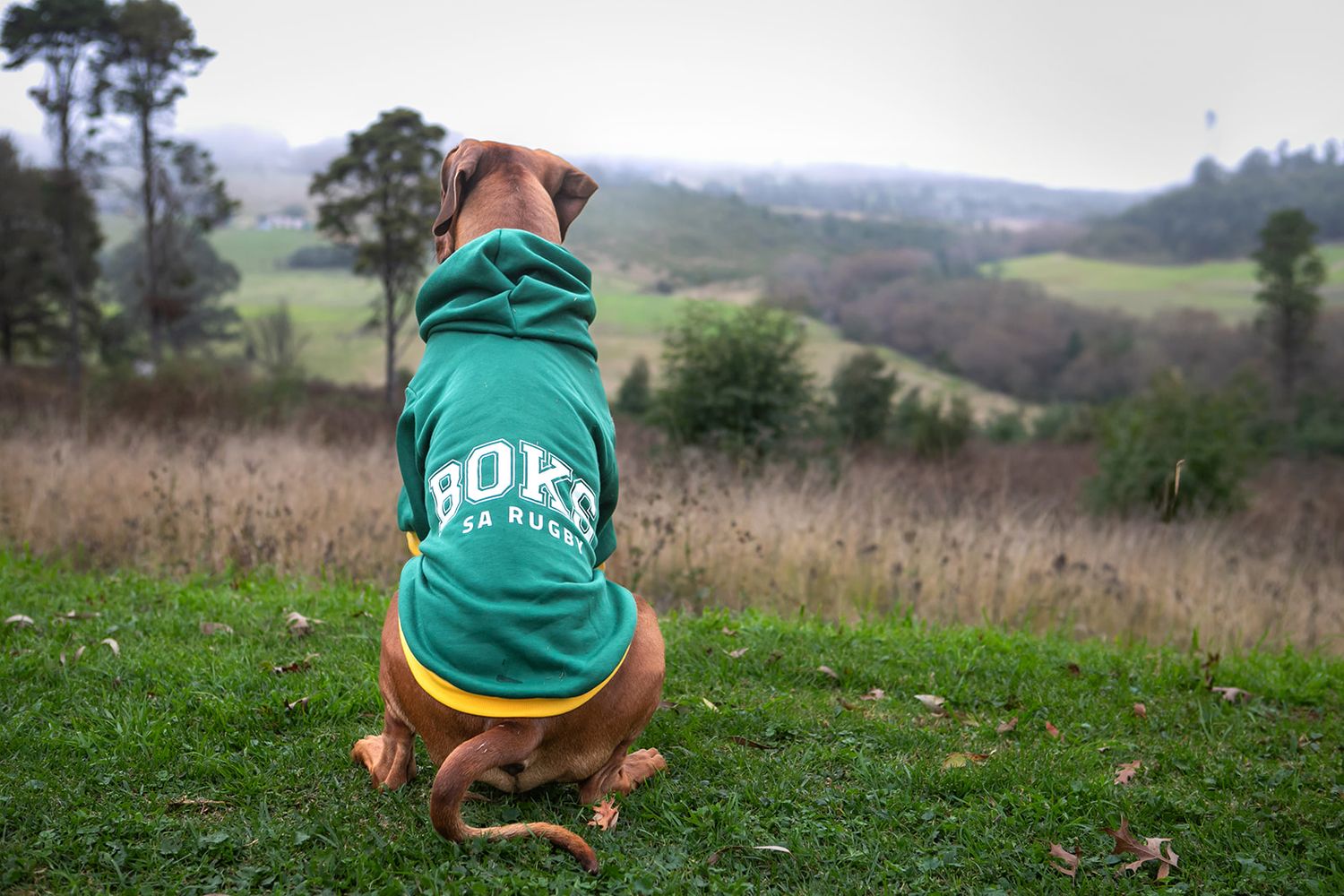 Dog rugby shirt sale