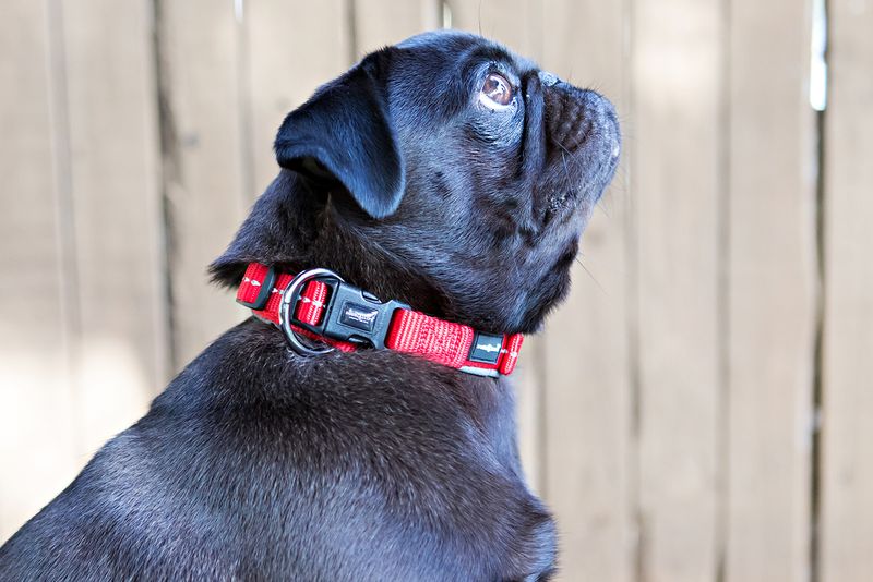 Reflective Supersoft Webbing Neoprene Collar Red