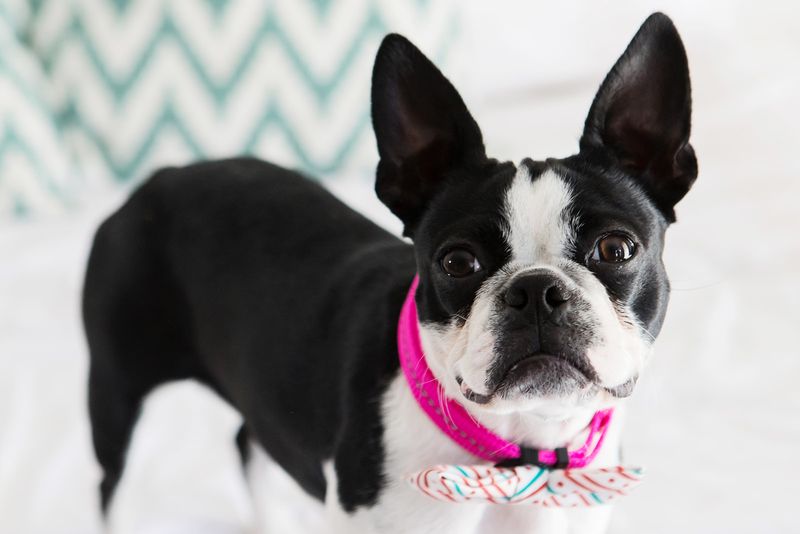 Reflective Supersoft Webbing Collar Hot Pink