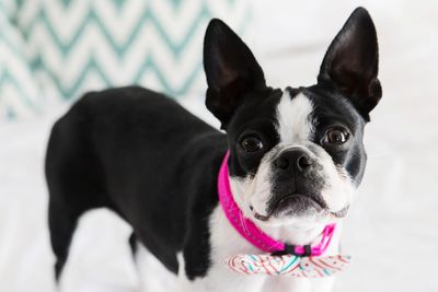 Reflective Supersoft Webbing Collar Hot Pink