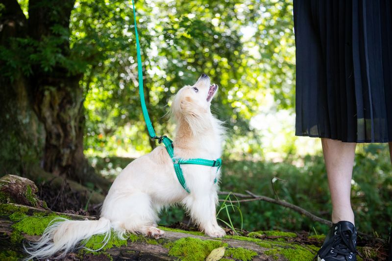 Reflective Supersoft Webbing H Harness Ultra Marine Green
