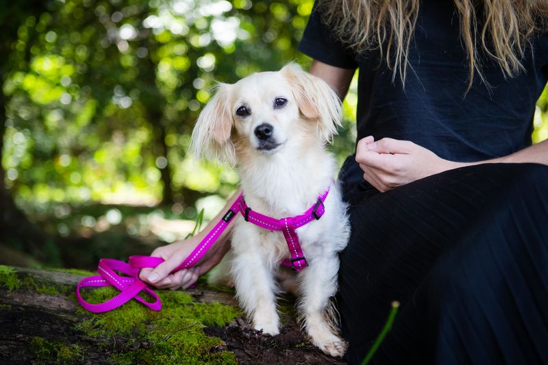 Reflective Supersoft Webbing H Harness Magenta