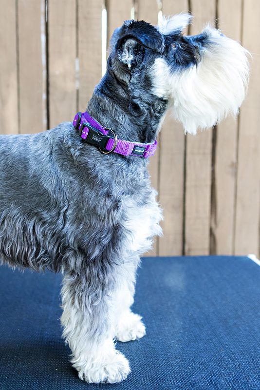 Reflective Supersoft Webbing Neoprene Collar Purple