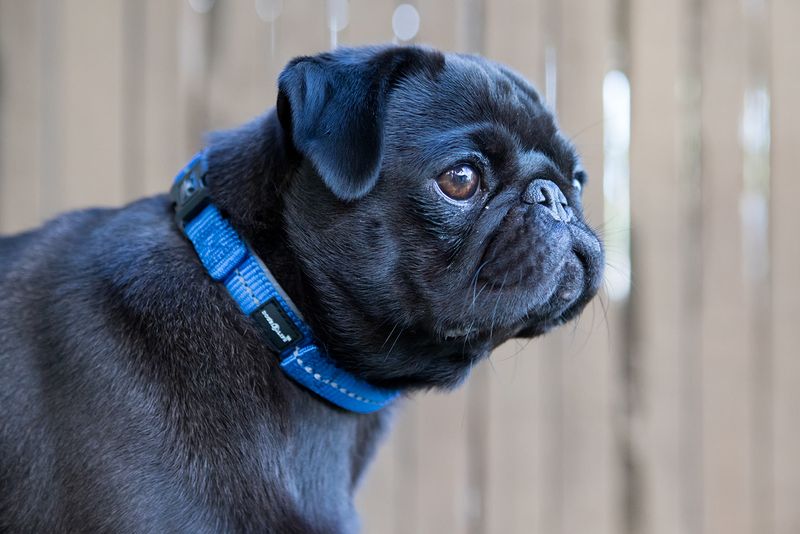 Reflective Supersoft Webbing Neoprene Collar Yale Blue