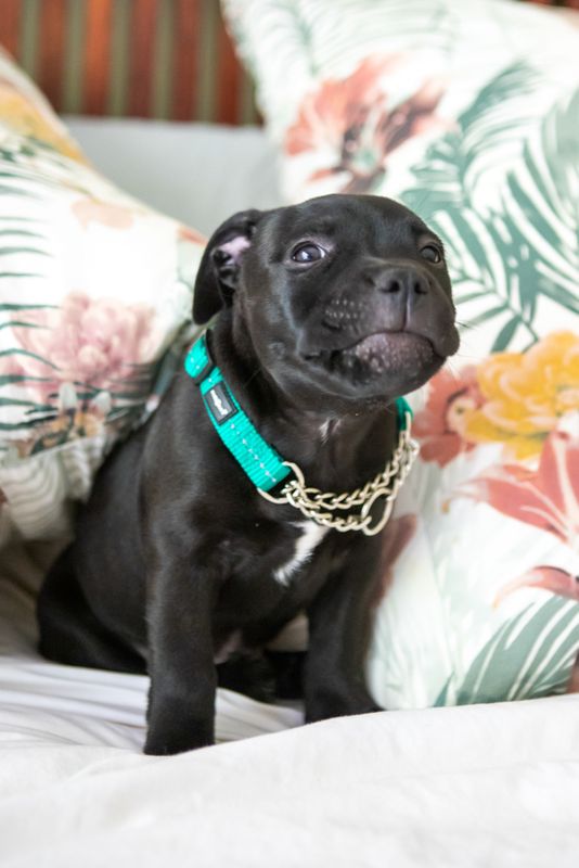 Reflective Martingale Chain Dog Collar Ultra Marine Green