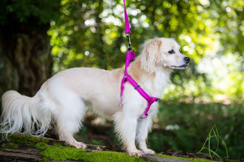 Reflective Supersoft Webbing Leash Magenta