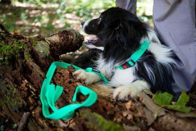 Reflective Martingale Chain Dog Collar Spring Green