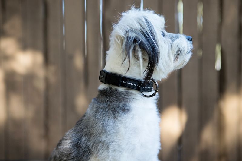 Reflective Supersoft Webbing Neoprene Collar Black