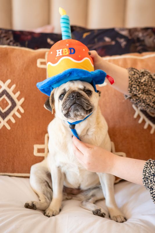 Happy Birthday Hat Plush Toy