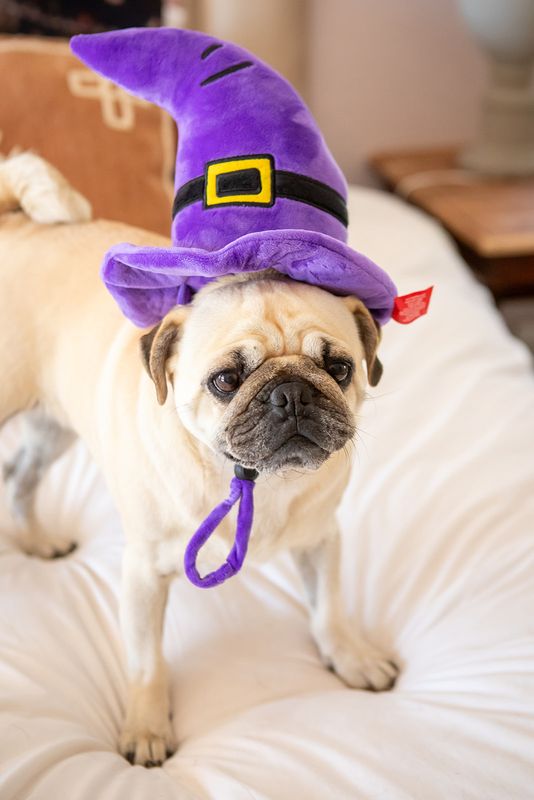 Witch Hat Plush Toy