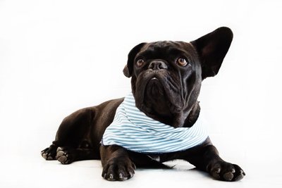 Dog's Life Candy Stripe Bandana Blue
