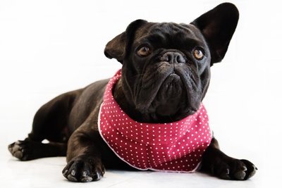 Dog's Life Polkadot Bandana Red