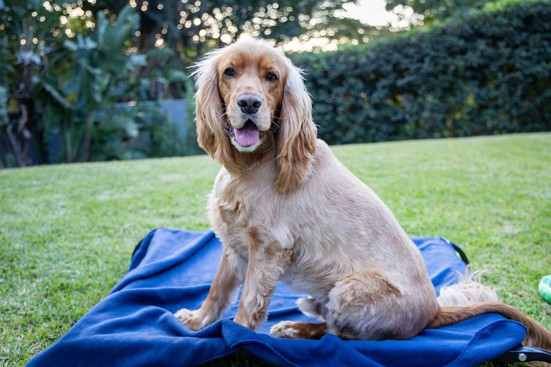 Polar Fleece Blanket Sapphire Blue