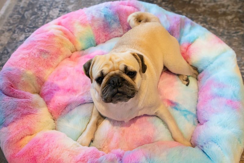 The Calming Cuddler Rainbow COVER Only
