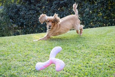 Dog's Life Tuff Foam Flyer Jacaranda