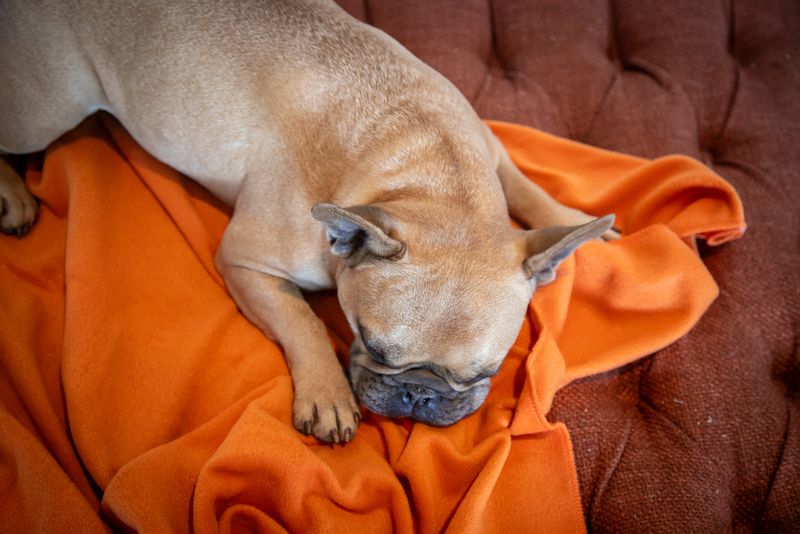 Polar Fleece Blanket Orange