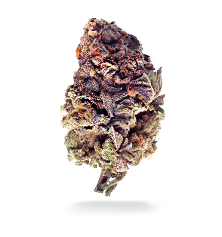 Blueberry CBD | Feminized Blueberry CBD | Feminized