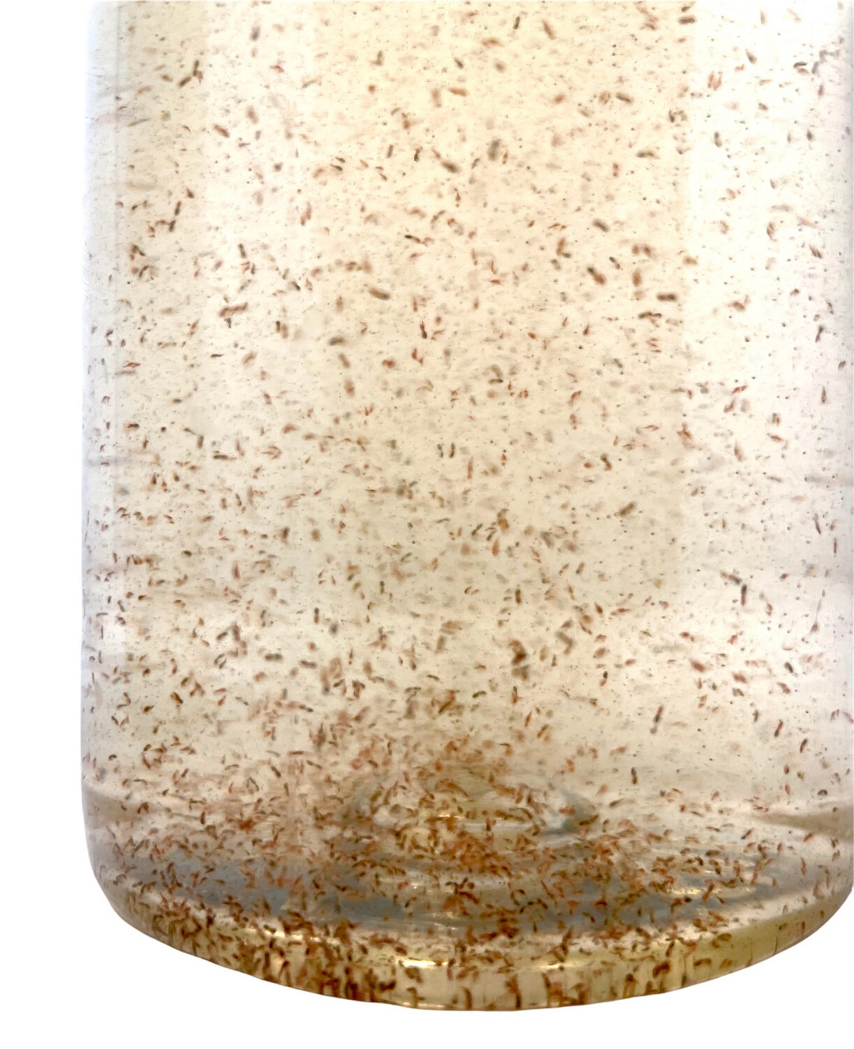 Marine Copepoden - Tigriopus Californicus Tigerpods / Rädertierchen Mix - Lebende Copepoden ( 0,1 Liter, 0,5 Liter, 2 Liter, 5 Liter  )