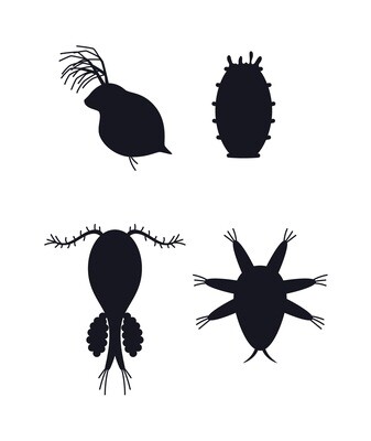 Zooplankton ( Marine Copepode , Salinenkrebse )