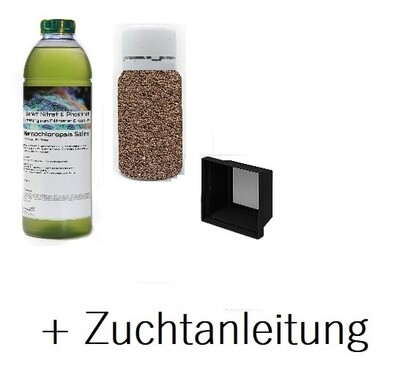 Zuchtansatz - Artemia / Set mit Zuchtanleitung