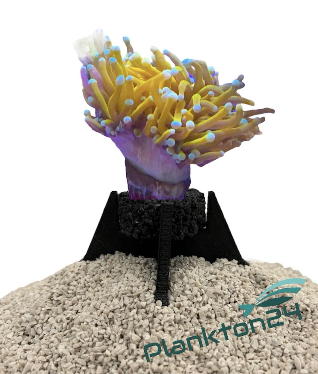 - Plankton24 Stand Frag Racks mit Ablegerstein