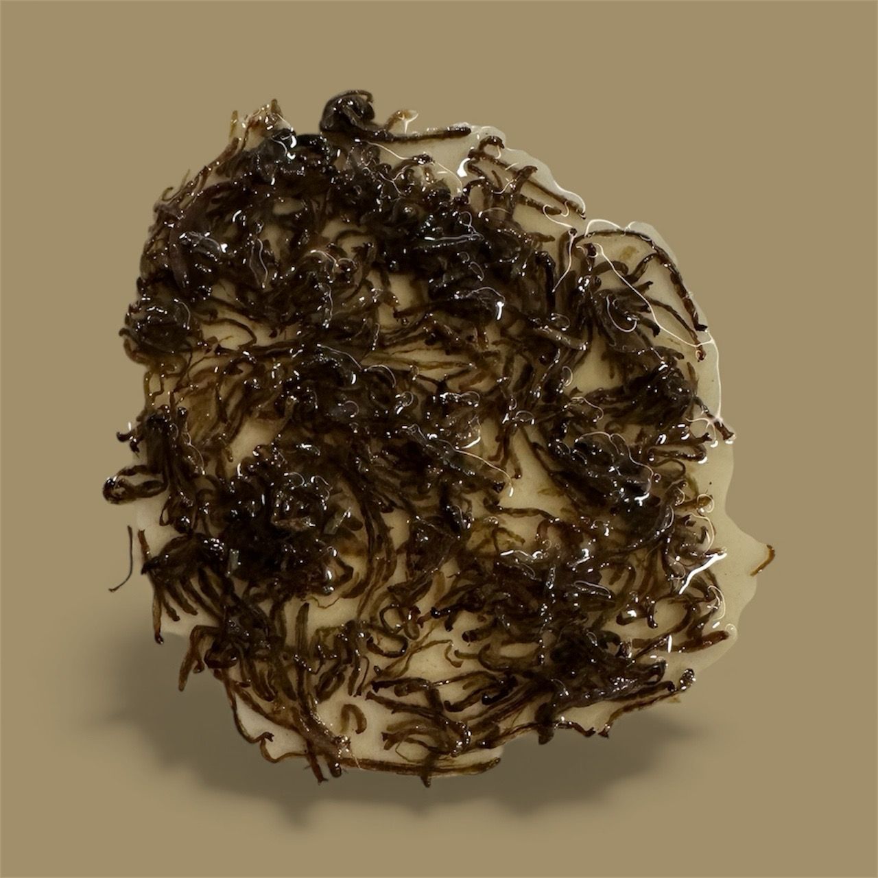 Plankton24 Rote Mückenlarven - Hochwertiges Premiumfutter