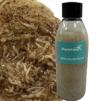 Plankton24 Weisse Mückenlarven - Hochwertiges Premiumfutter
