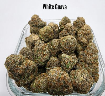 White Guava - PURE Indica (THC: 22-26%) EFFECTS: Sleepy, Euphoric 01006