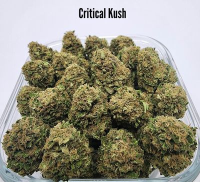 (S) Critical Kush - Indica Dominant Hybrid (THC: 25%) EFFECTS: Body High, Sleepy 00500