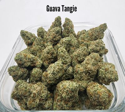 Guava Tangie - Sativa Dominant Hybrid (THC: 24-25%) EFFECTS: Motivation, Sociable 01052