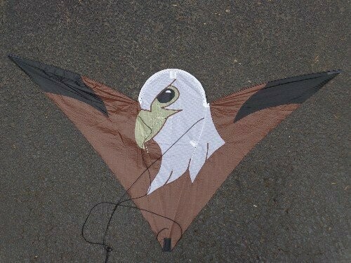 Bald Eagle   SC1