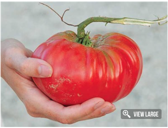 Brandywine Tomato