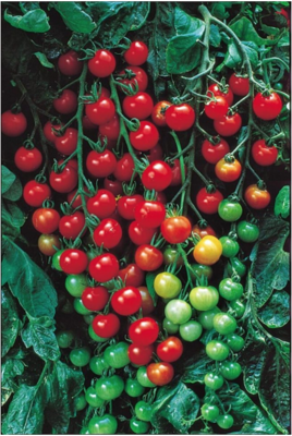 Supersweet 100 Cherry Tomato