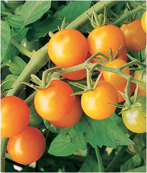 Sun Gold Cherry Tomato