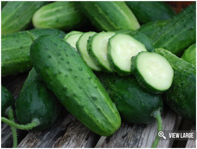 Boston Pickling Cucumber