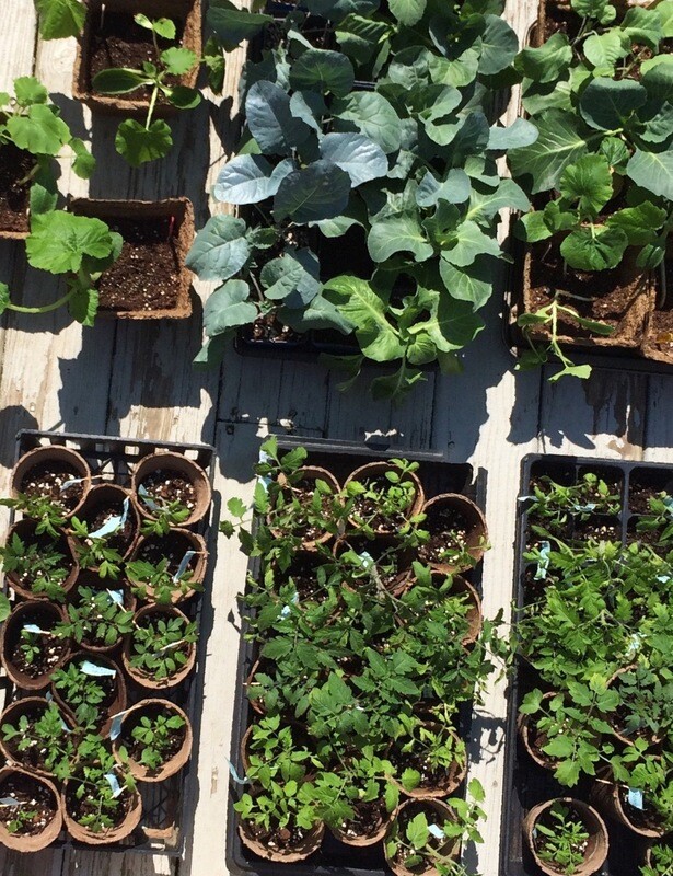 Peyton's Plants Gift Card