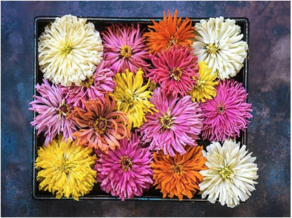 Takii's Choice Zinnia Mix