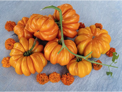 Orange Accordion Tomato